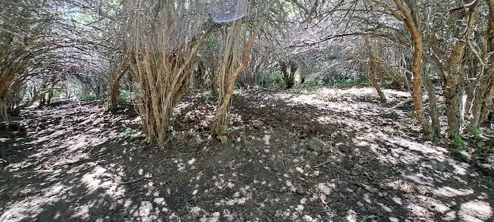 Thain Creek Campground Picture 1