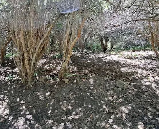 Thain Creek Campground