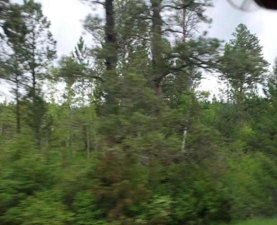 Girl Scouts of the USA