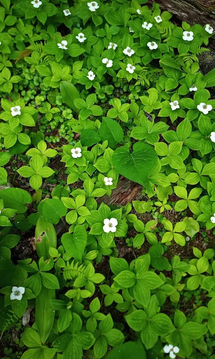 BWCA Campsite #1803 Picture 2