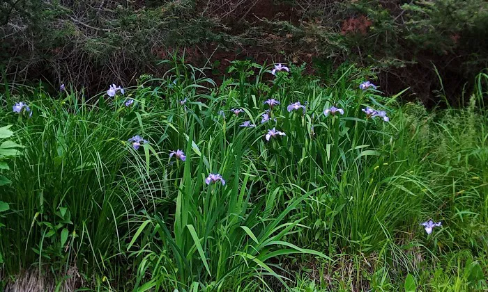 BWCA Campsite #1803 Picture 3