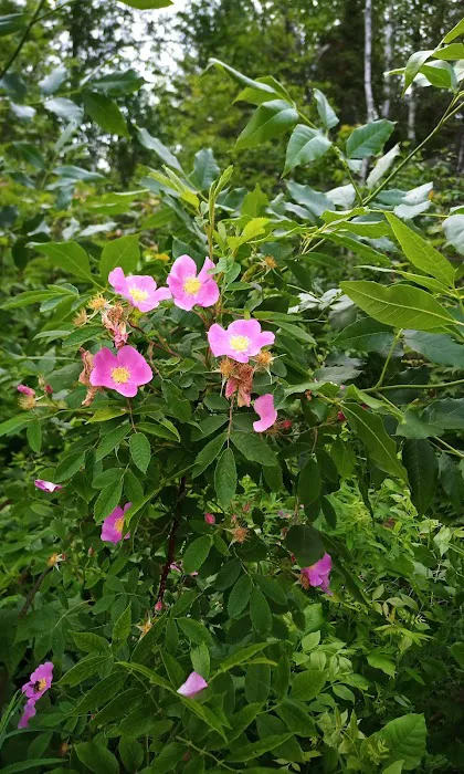 BWCA Campsite #1803 Picture 8
