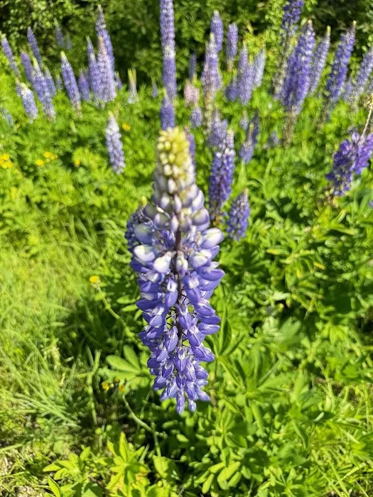 Kawishiwi Lake Rustic Campground Picture 4