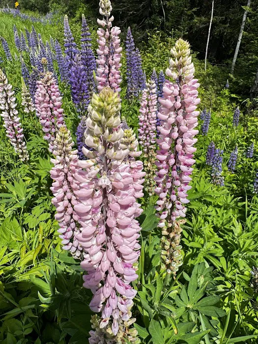 Kawishiwi Lake Rustic Campground Picture 1