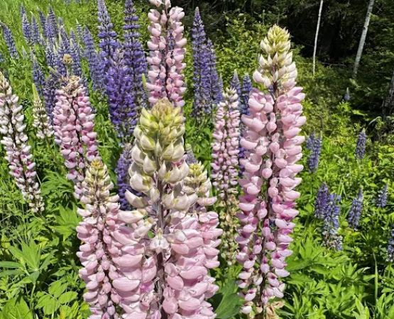 Kawishiwi Lake Rustic Campground