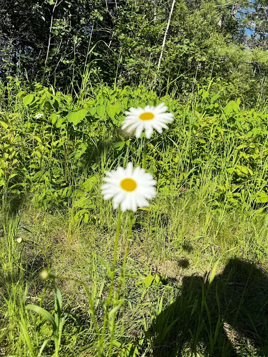 Kawishiwi Lake Rustic Campground Picture 8