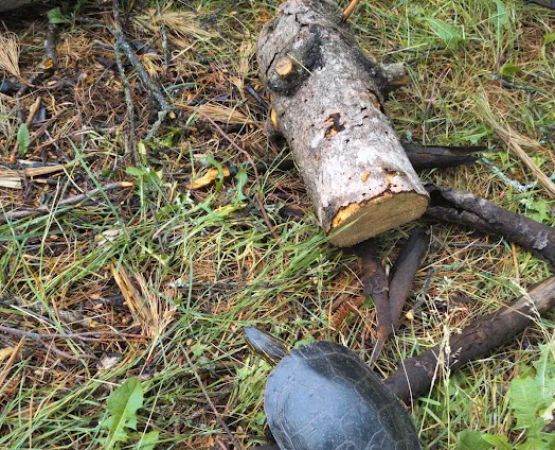 Camp 1224 Ensign Lake