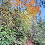 North Cross River Camp