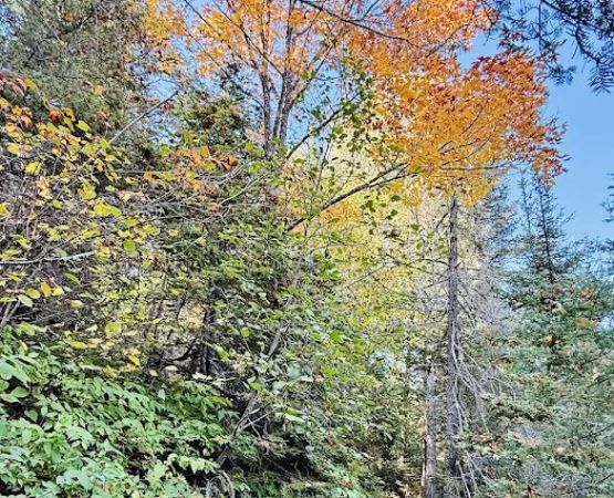 North Cross River Camp