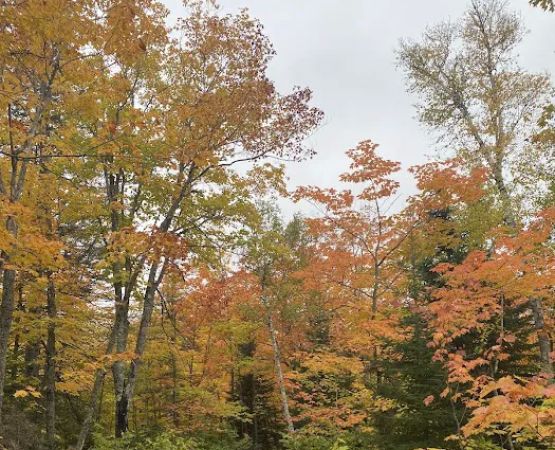 Mystery Mountain Camp