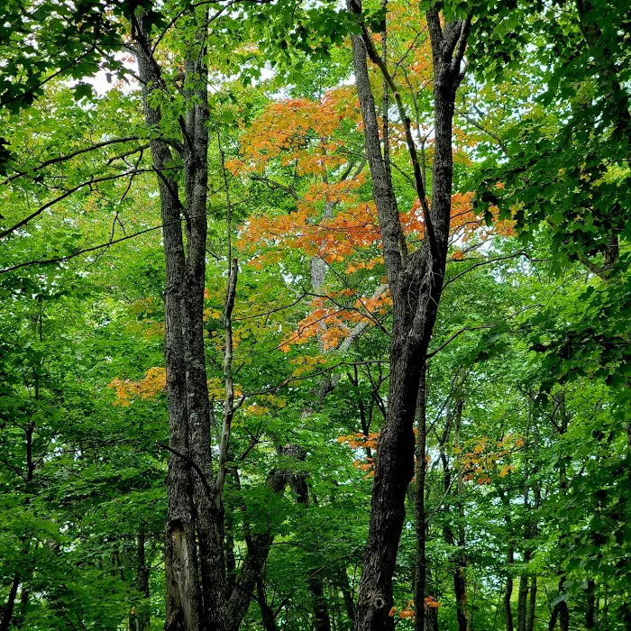 Mystery Mountain Camp Picture 8