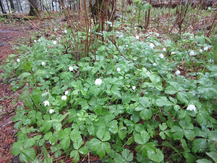 East Poplar River Camp Picture 4