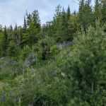 East Poplar River Camp