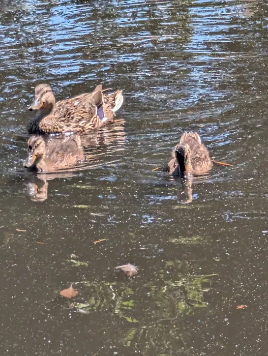 Chahinkapa Zoo Campground Picture 5