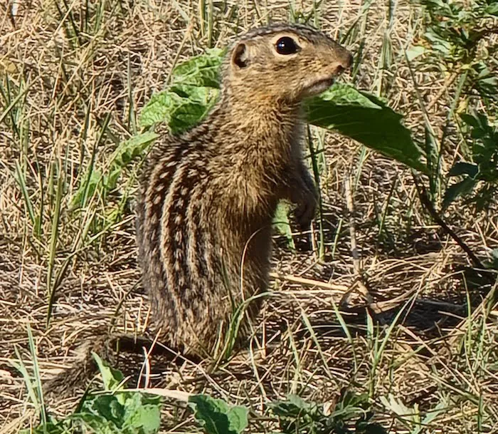 Jorgens Hollow Campground Picture 9