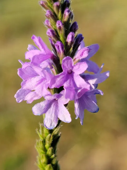 Jorgens Hollow Campground Picture 3