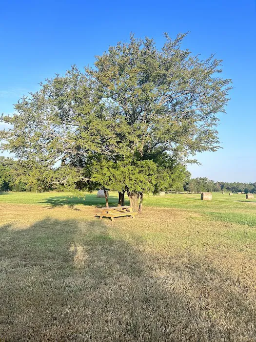 Pull Through RV Park Picture 5