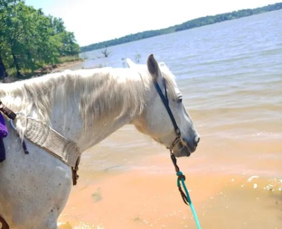 Pat Mayse East Campground