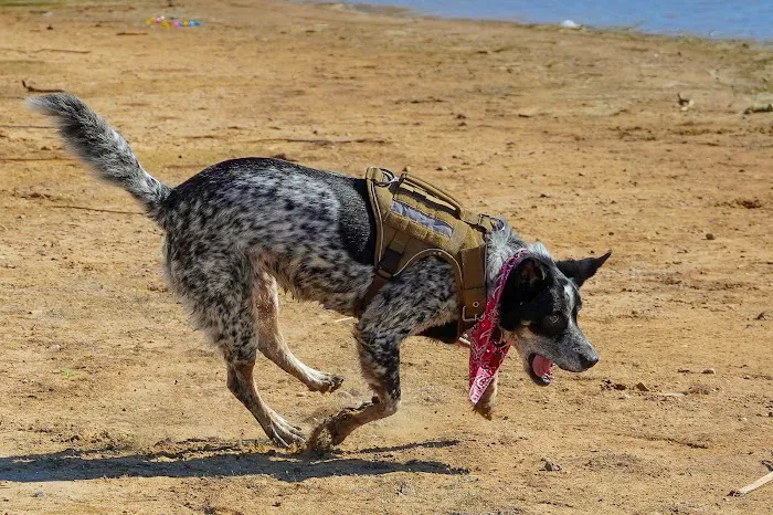 Pat Mayse East Campground Picture 6