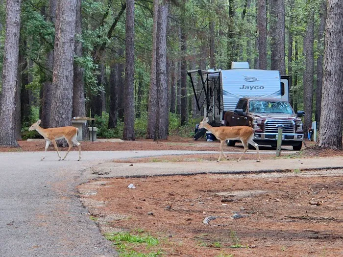 Clear Springs Campground e 17 Picture 5