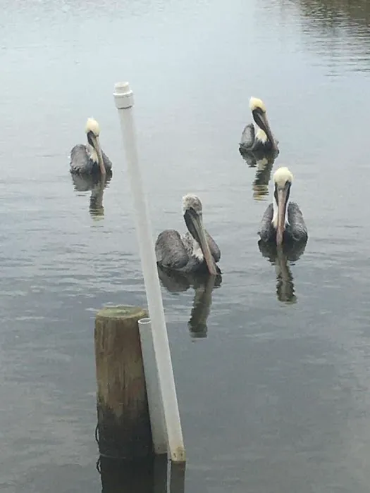 Leeville RV Park Picture 8