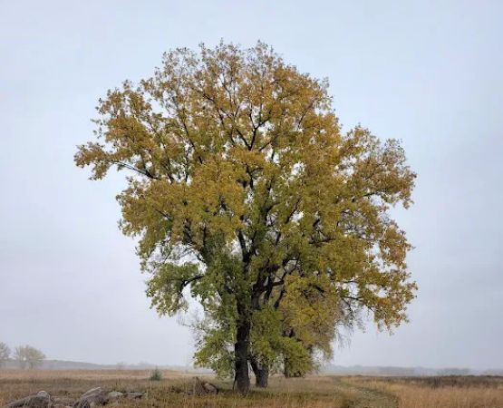 BIG STONE LAKE STATE PARK CAMPGROUND