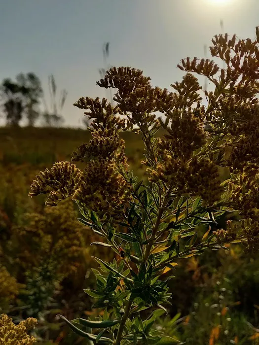 BIG STONE LAKE STATE PARK CAMPGROUND Picture 9