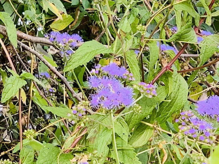 Waverly Campground Picture 4