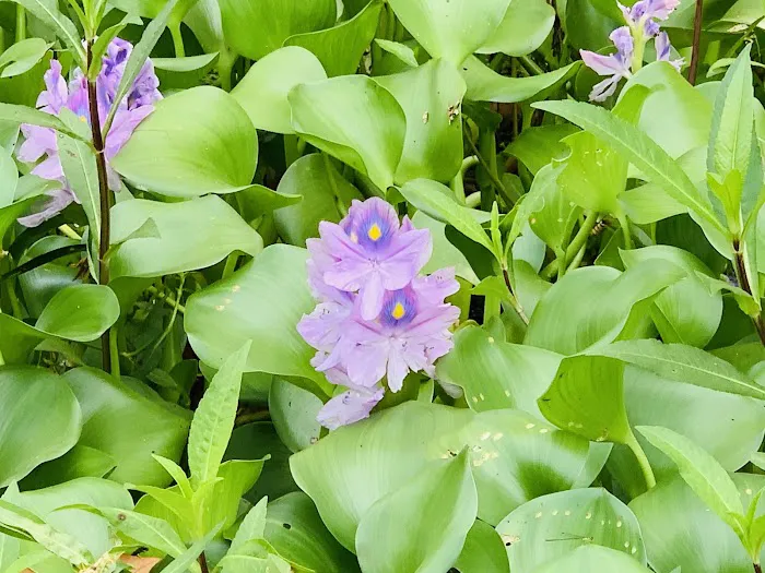 Waverly Campground Picture 6