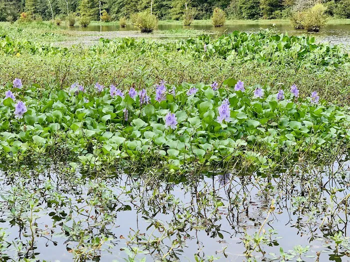 Waverly Campground Picture 9