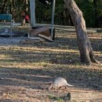 Dewayne Hayes Campground