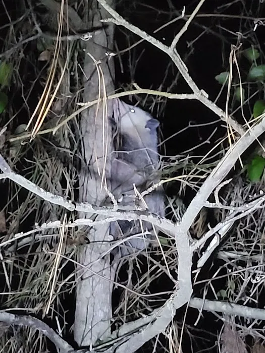 NAS Meridian Campground Picture 1