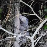 NAS Meridian Campground