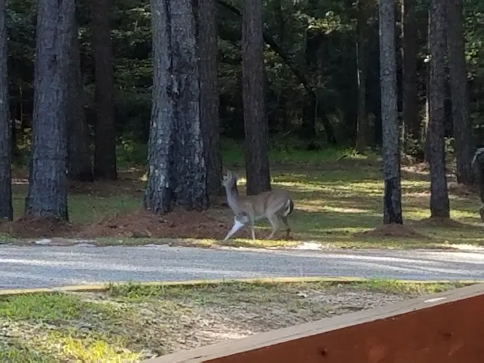 Maynor Creek Park Picture 9