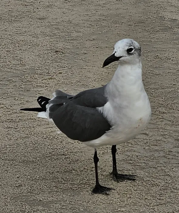 Malaquite Campground Picture 8