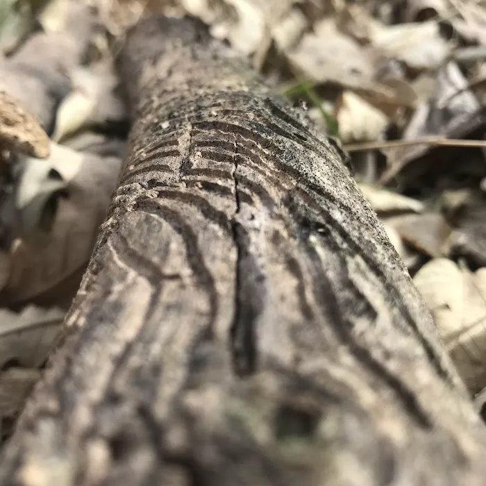 Harbine Park Campground Picture 5