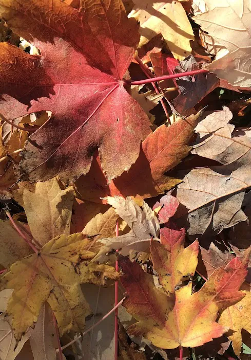 Lincoln Park Campground Picture 2