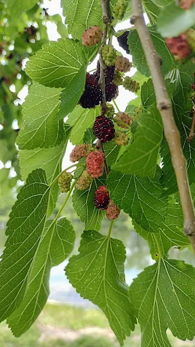 West Campground Picture 6