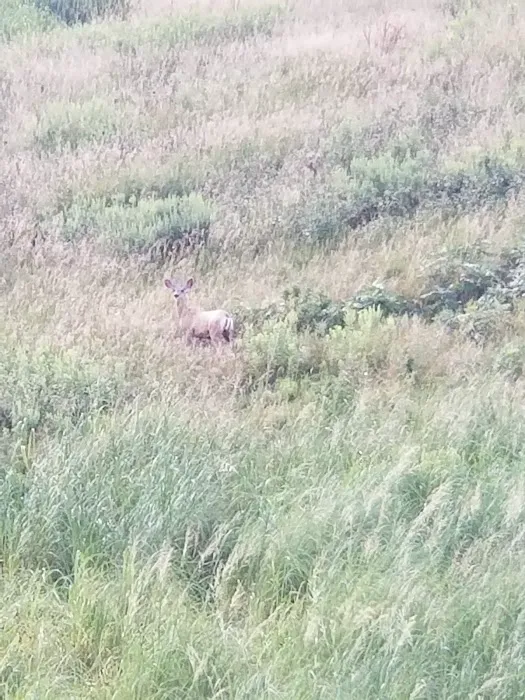 Hillbilly Haven Picture 8