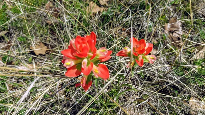 LBJ Grasslands Picture 3