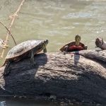 Carbolyn Park Campground