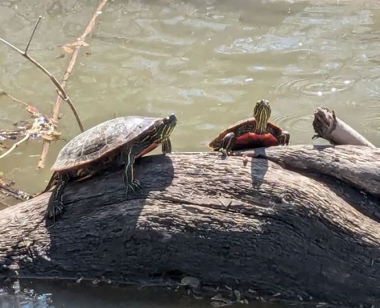 Carbolyn Park Campground