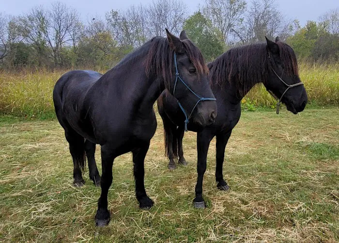 Hillsdale State Park Equestrian Camp Picture 4