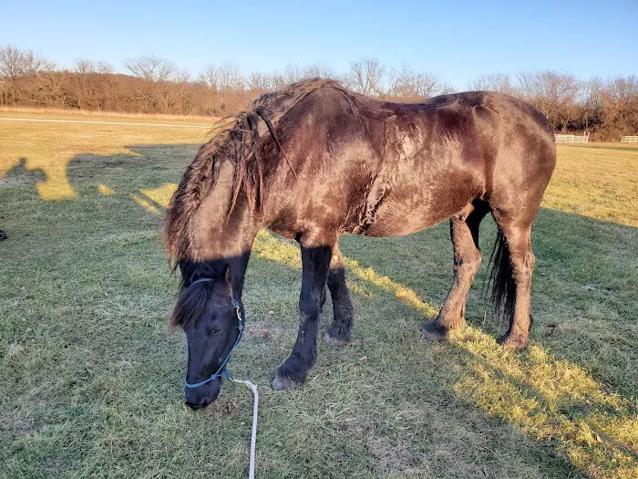 Hillsdale State Park Equestrian Camp Picture 10