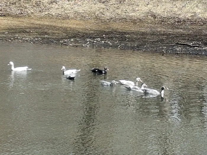 Deer Run RV Park & Campground Picture 3