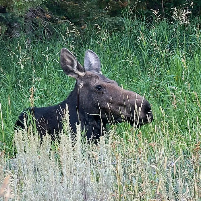 Shell Creek Campground Picture 6