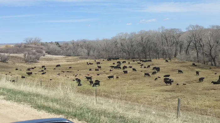 Tongue River Campground Picture 4