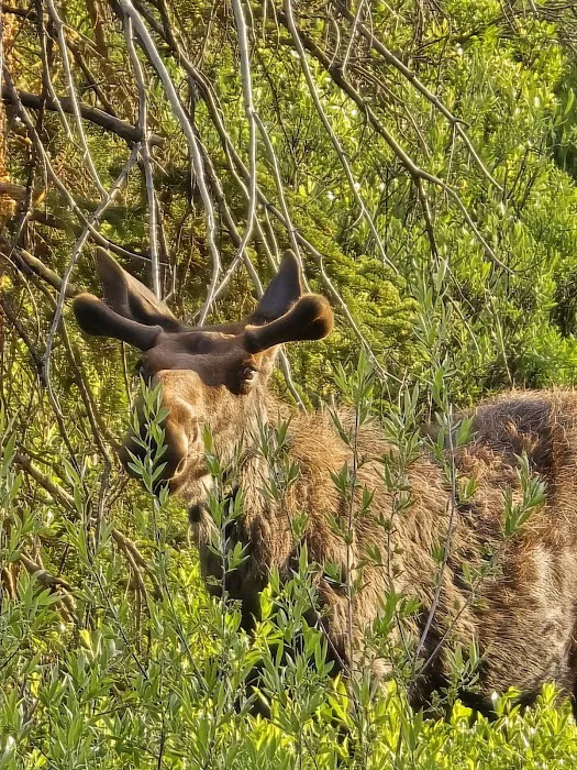 East Fork Campground Picture 9