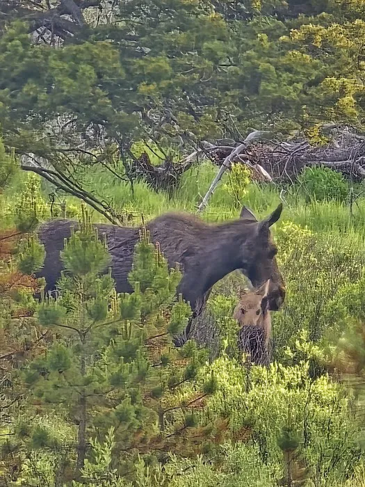 East Fork Campground Picture 5