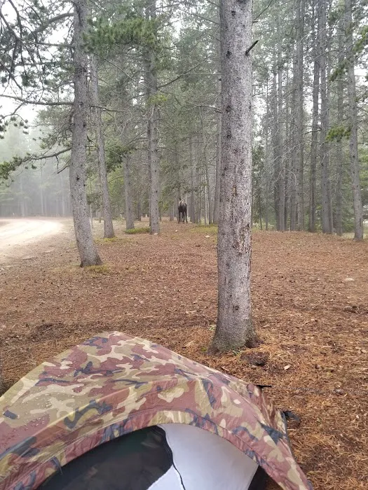 East Fork Campground Picture 1